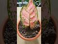 Try to Propagate Aglaonema Red Valentine by leaf 🌿😅#shorts #gardening #plantpropagation