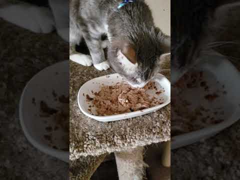 Smokey Loves The Vita Gravy Skin And Coat For Cats You Smokey Loves The Vita Gravy Skin And Coat For Cats