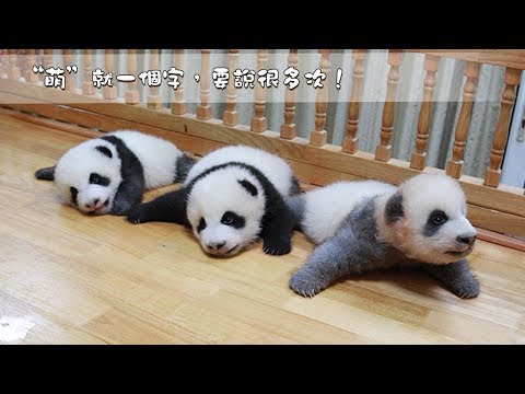 《當熊不讓》“萌”就一個字，要說很多次！ | iPanda熊貓頻道
