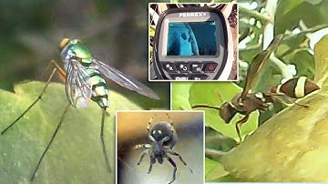 Ferrex Inspection Camera reel - "The World of Insects". Macro filming with an Endoscope