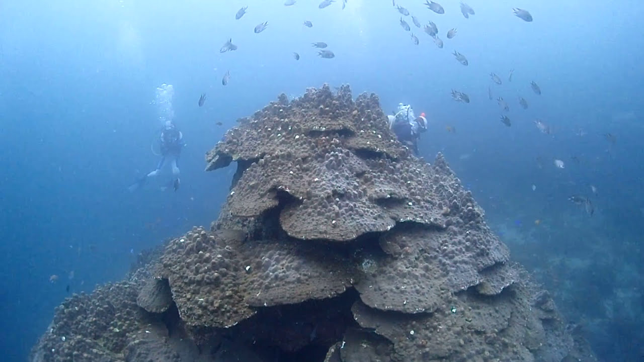 見納め 千年サンゴ 徳島 牟岐 16年6月19日 Youtube 見納め 千年サンゴ 徳島 牟岐 16年6月19日 Youtube