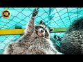 Friendly Raccoon Joins Our Pool Party | FUNNY And CUTE Raccoons