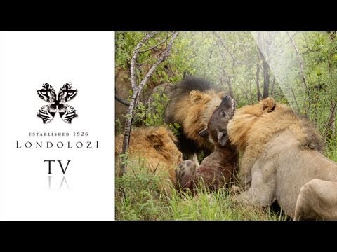 Majingilane Male Lions Kill Hyena - Londolozi