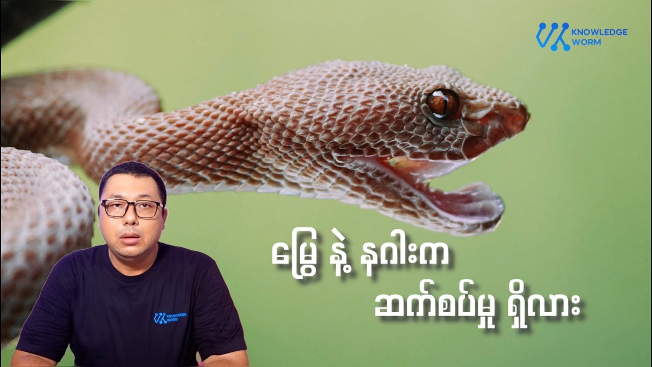 မြွေတွေရဲ့ ဖြစ်တည်လာမှုကို လေ့လာခြင်း