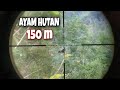 Berburu ayam hutan part 1 // spot di atas awan LONG RANGE 150 m