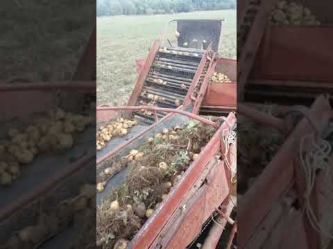 Video: Namakanje krompirja in njegov vpliv na pridelek