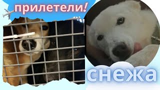 картинка: Собака плакала и лизала руки спасителям