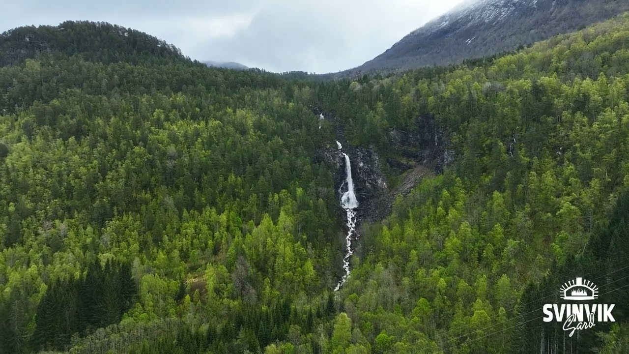 Unik matopplevelse: Bli med og sanke Strutseving med Svinvik Gard
