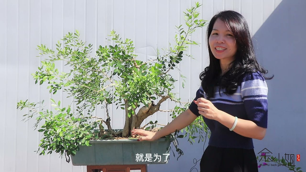 野外发现野生七里香桩材，采挖回家改造成盆景后续进行修剪定枝！