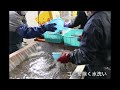 兵庫県　淡路島で　いかなご くぎ煮　新物　ちりめんを佃煮に　山椒味　生姜味　くるみ味があり　新鮮な状態から加工　お土産　ご飯のおとも　全国スーパー　地方発送で来ます