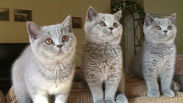Watch the video about Best Meow British Shorthair Cats & Kittens. The Three Musketeers