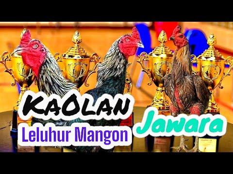 Ayam Kaolan Leluhur Mangon Terbaik Tandingan Pakhoy | Ayam Hobi | Ayam Jantan dari Thailand