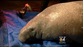 19 Manatees Rescued From Central Florida Drain Pipe