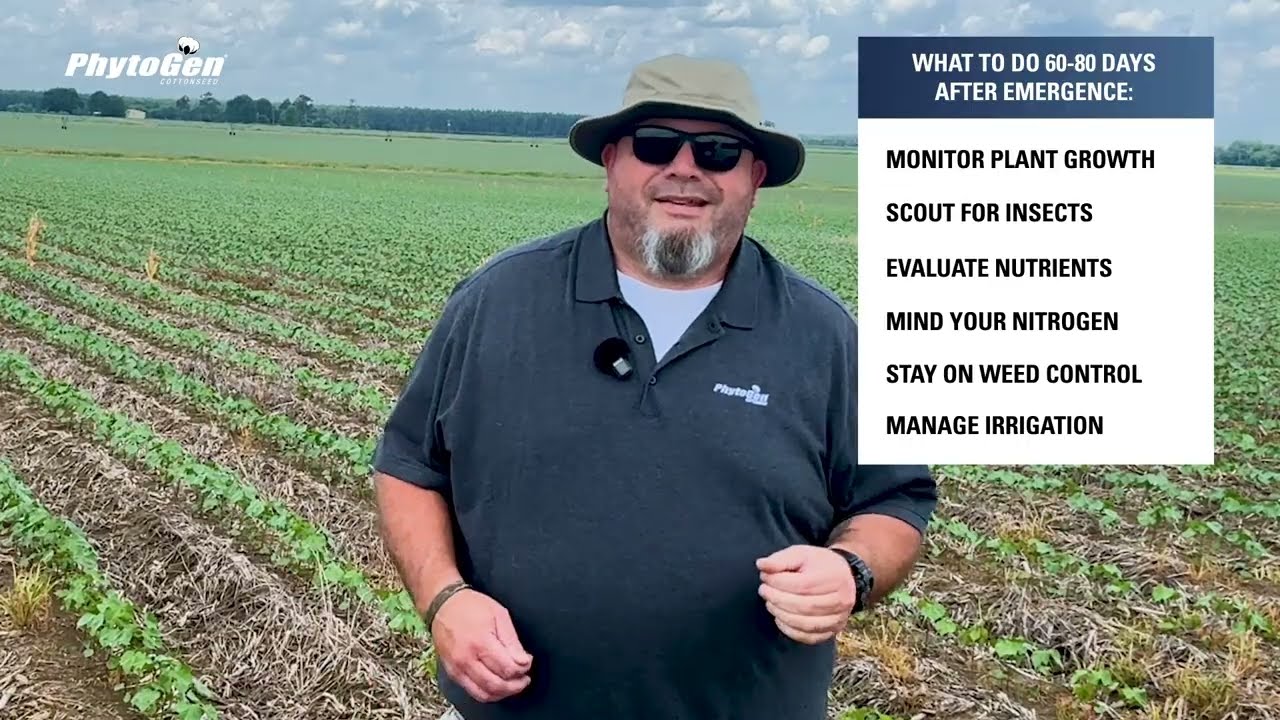 Early Bloom Cotton Checklist: Growth, Bugs, Nutrients, Weed Control, and Irrigation