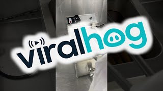 Little Mouse In The Fryer || ViralHog