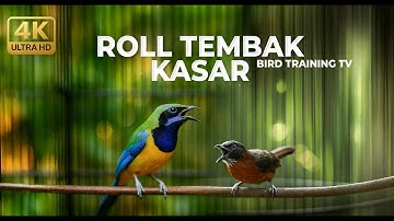 Live Masteran Cucak Cungkok Super Gacor Nembak Kunti vs Tepus Kepala Abu Abu Gacor Kasar Panjang
