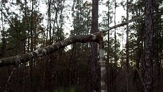 real bigfoot evidence