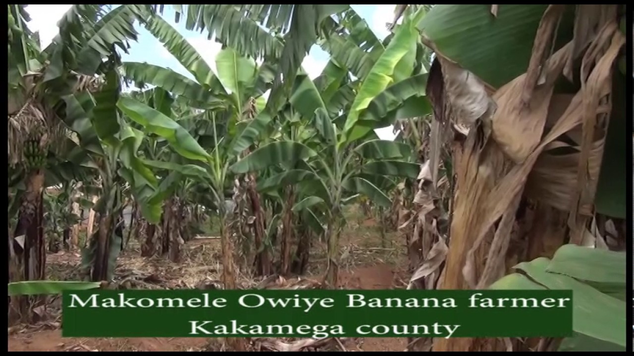 BANANA FARMING IN KAKAMEGAfarmers check kts tv kenya YouTube