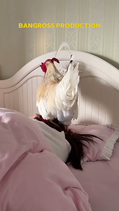 the rooster crowed #2025 #funny #cute #funnyvideo #pets