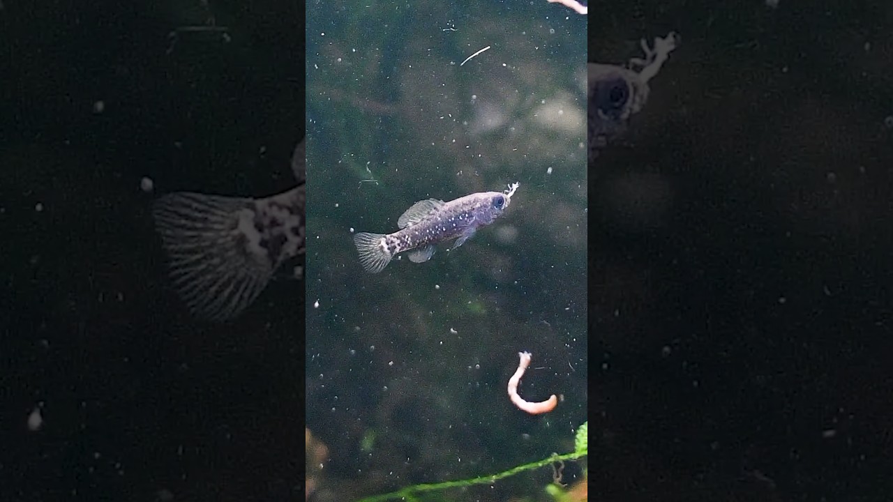 pygmy sunfish feeding on blood worms...