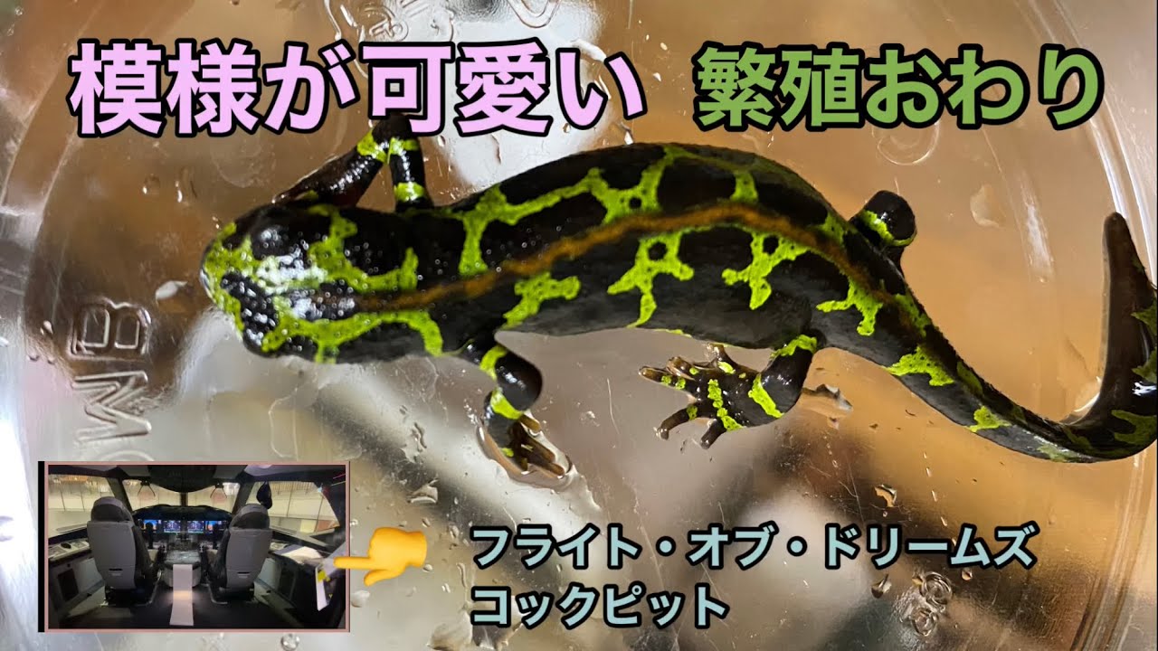マダライモリの繁殖】5月の繁殖終わりました、卵の回収は大変でした 