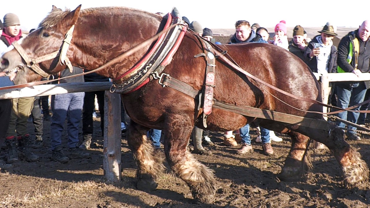 Cai de tracțiune proba de simplu Trei Movile-Bucovina 14 Februarie 2026