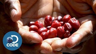 Does This Miracle Berry Turn Sour Foods Sweet