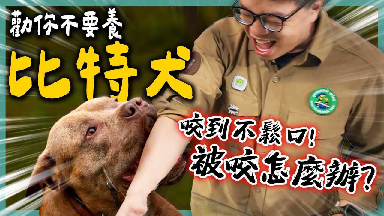台灣為什麼會有比特犬？攻擊性超高的比特犬你敢養嗎？養比特犬是什麼樣的體驗？《勸你不要養》EP16 | 蝌蚪老師與三桃