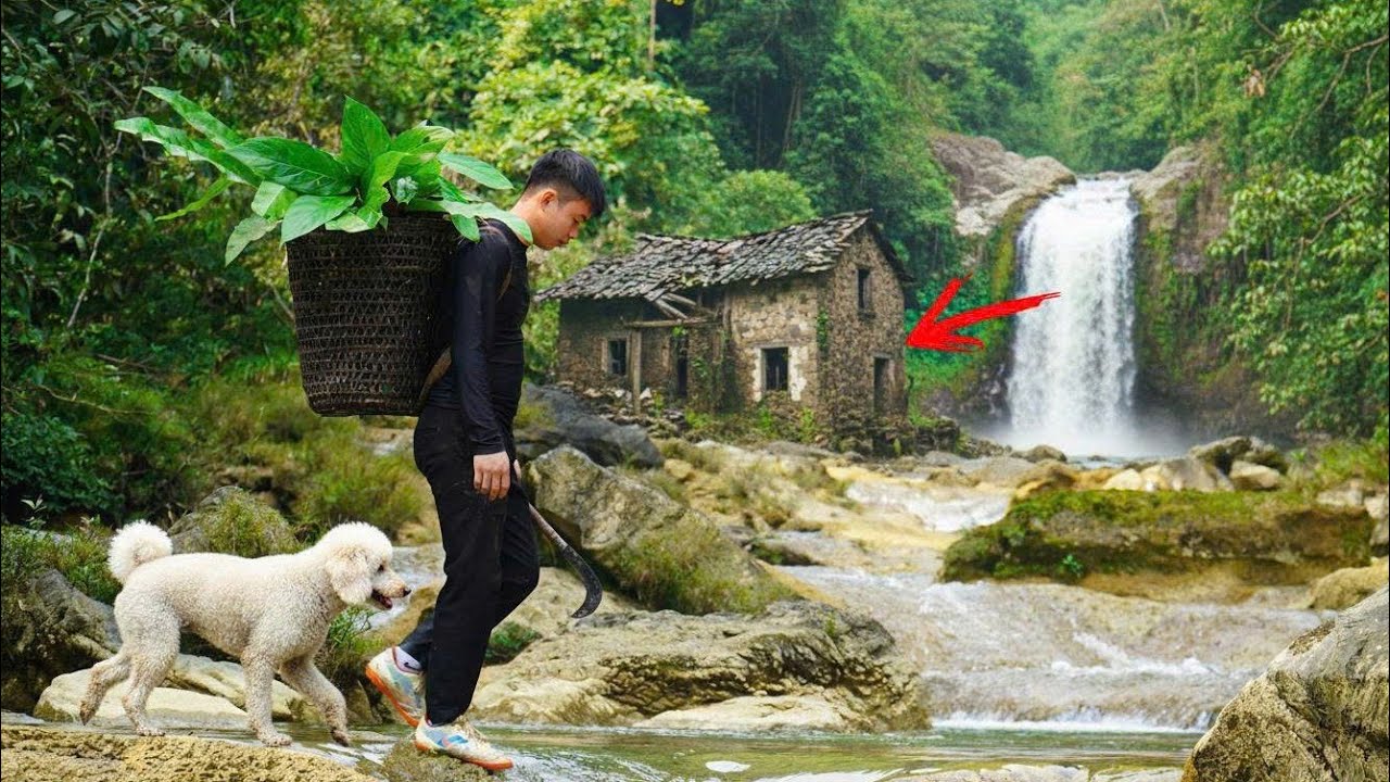 Daily Life In The Forest 🌿 Finding Medicinal Herbs | Triệu Thị Hoa