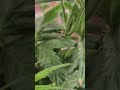 Blütewoche 1 Weibliche Vorblüte Bei Cannabis Erkennen Blütewoche 1 Weibliche Vorblüte Bei Cannabis Erkennen