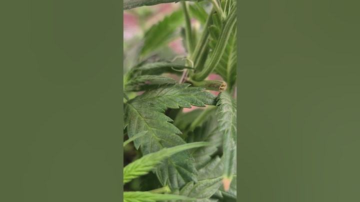 Blütewoche 1: Weibliche Vorblüte bei Cannabis erkennen!