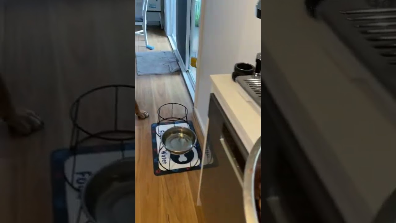 Breakfast Time for my Boerboel Puppy ‼️