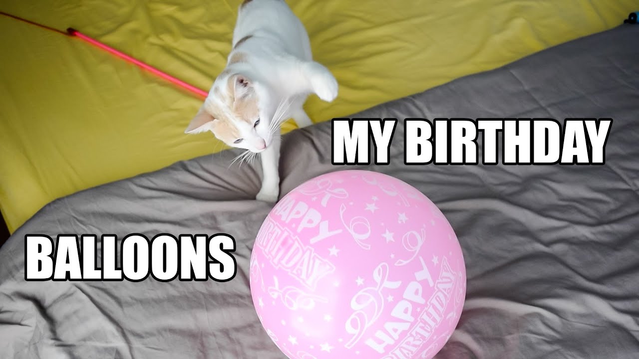 Chapy Cat Playing with his Birthday Balloons