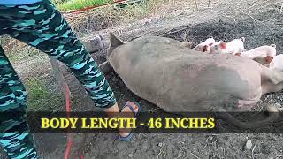 Lab Activity 14 (Live Weight Estimation)