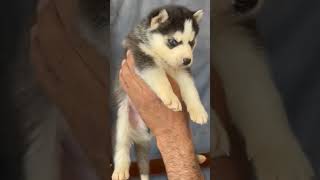 #husky dog#top#quality#puppy#available#video#like#share#plz_subscribe_my_channel#support me❤️❤️🙏