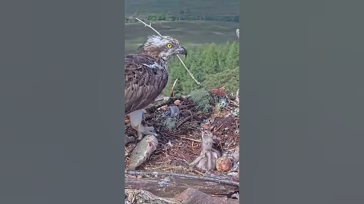 P#939- Review mother birds brings food to feed her babies in the nest, baby birds life #birdslover