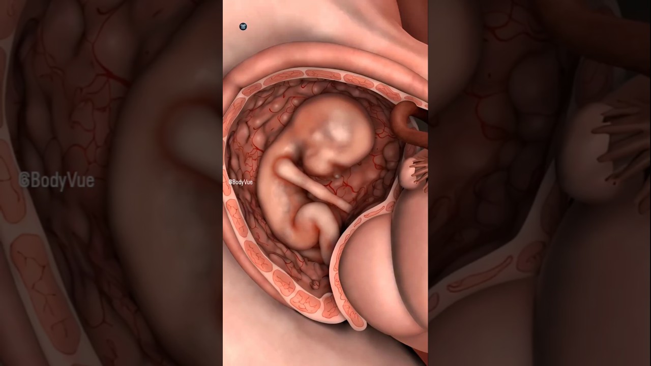 The Umbilical Cord: The Lifeline of Fetal Development 3D Animation 