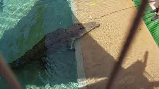 Feeding Time At The Crocosaurus Cove Darwin Australia