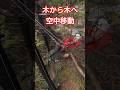 火事にあった御神木から御神木へ空中移動 #heyheyho #空師 #特殊伐採 #八女市 #アーボリスト #木登り #ツリークライミング #木こり #arborist
