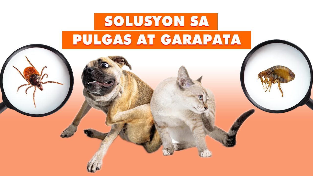 episode-07-gamot-sa-garapata-at-pulgas-ng-aso-at-pusa-ticks-fleas