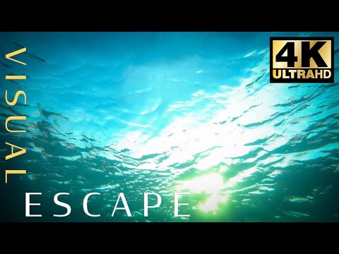 Underwater Sounds | 7hrs of Ambient Underwater Sounds | Relaxation, Meditation, Mindfulness, Sleep