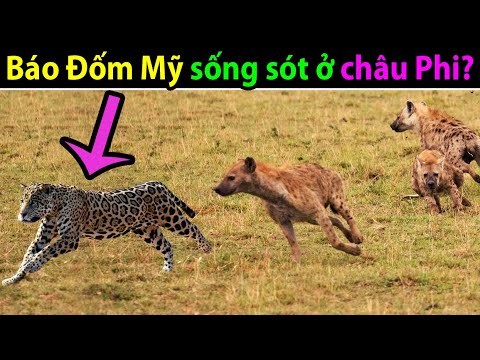 Video: Sự thật thú vị về động vật châu Phi: Báo đốm