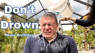 видео: Секреты полива орхидей, которые вы хотели бы знать! картинка: Секреты полива орхидей, которые вы хотели бы знать!
