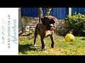 Poppy - Our 9 week old brindle boxer puppy