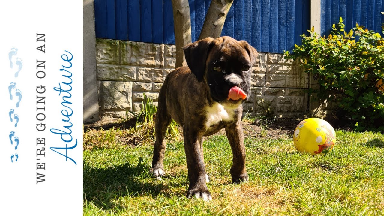 brindle boxer puppies for sale
