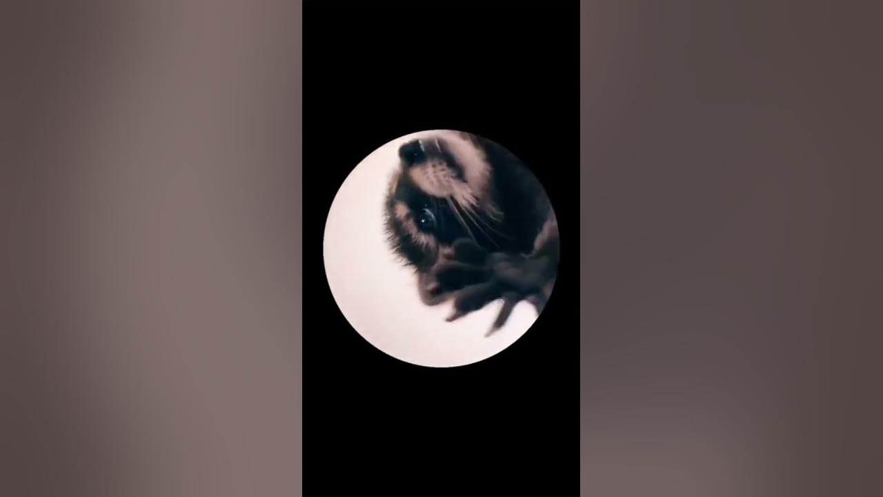 Pedro the Dancing Racoon daily dance - YouTube