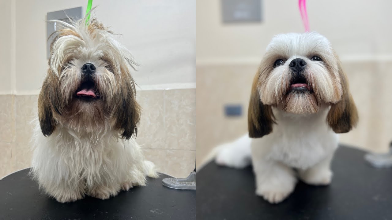 Como cortarle el pelo a un perro SHIHTZU peluquería canina! #dogs - YouTube