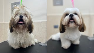 Como cortarle el pelo a un perro SHIHTZU peluquería canina! #dogs