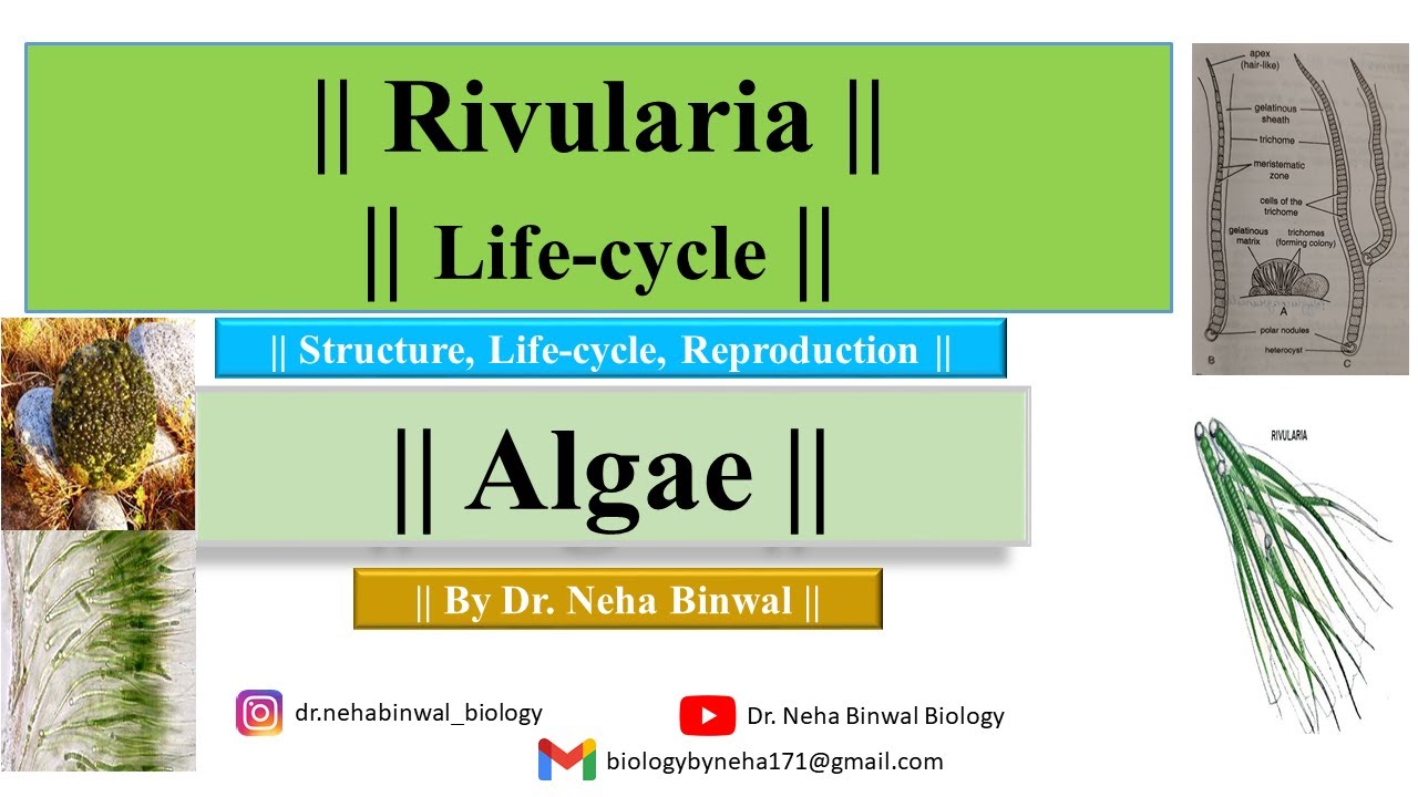 Rivularia Algae Lifecycle ||