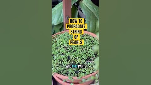 How to propagate String of Pearls
